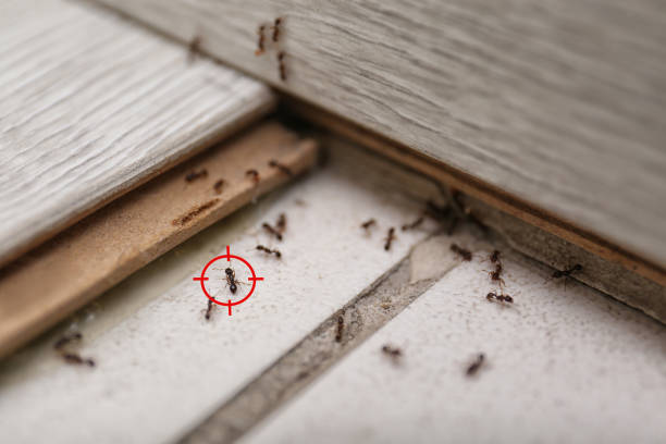 Best Emergency Pest Control  in Bangor, MI